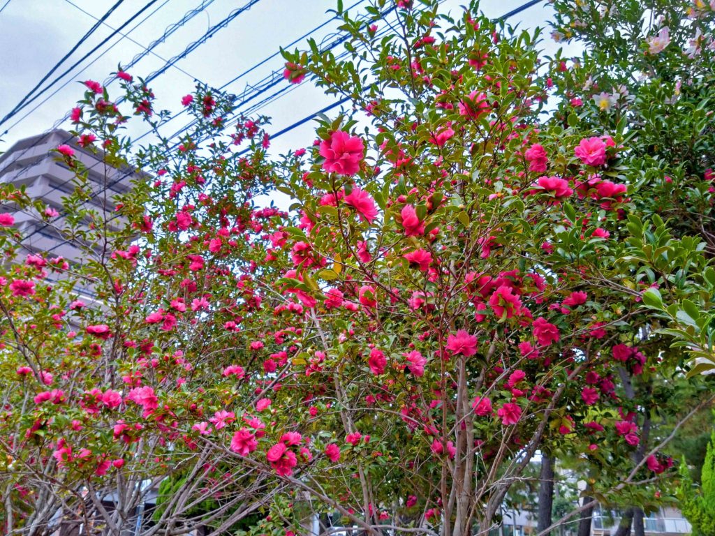 山茶花の花が、満開!! | みんなのまち真砂
