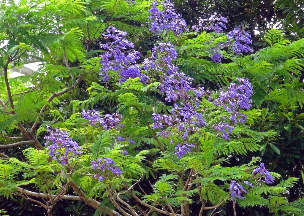 「ジャカランダの花」が、見頃を迎えています。!! | みんなのまち真砂