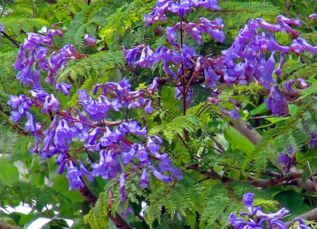 「ジャカランダの花」が、見頃を迎えています。!! | みんなのまち真砂
