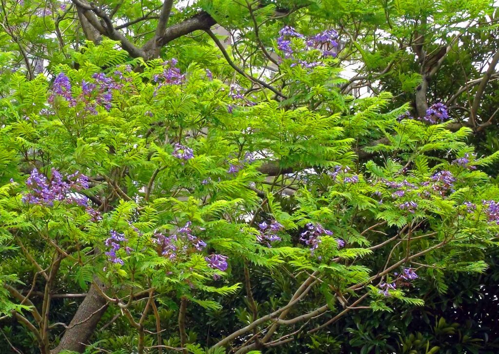 「ジャカランダの花」が、見頃を迎えています。!! | みんなのまち真砂
